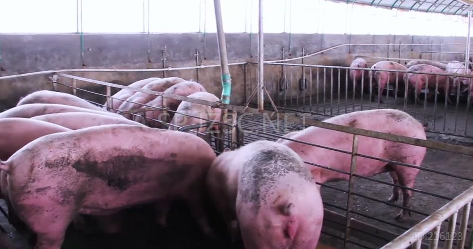 养猪猪厂宠物猪猪年视频素材