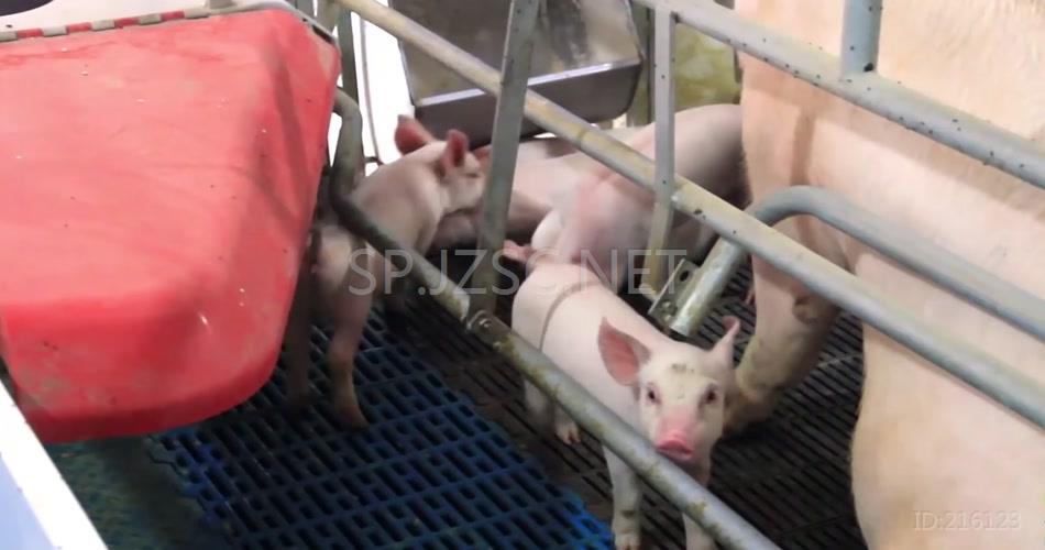 养猪猪厂宠物猪猪年视频素材
