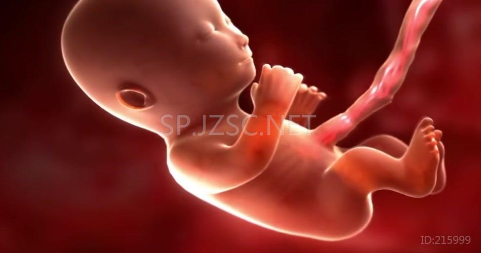 怀孕过程和胎儿发育动画视频