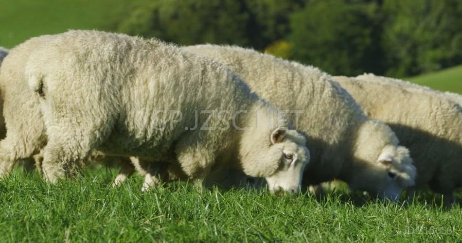绿色农场绵羊养殖高清实拍背景视频