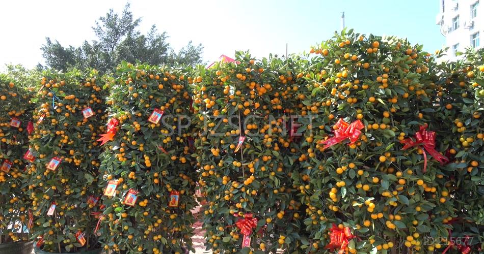 4k新年春节花卉市场桔子橘子盆景