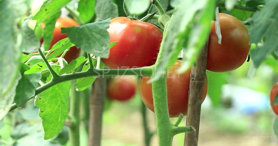 有机蔬菜西红柿高清视频素材