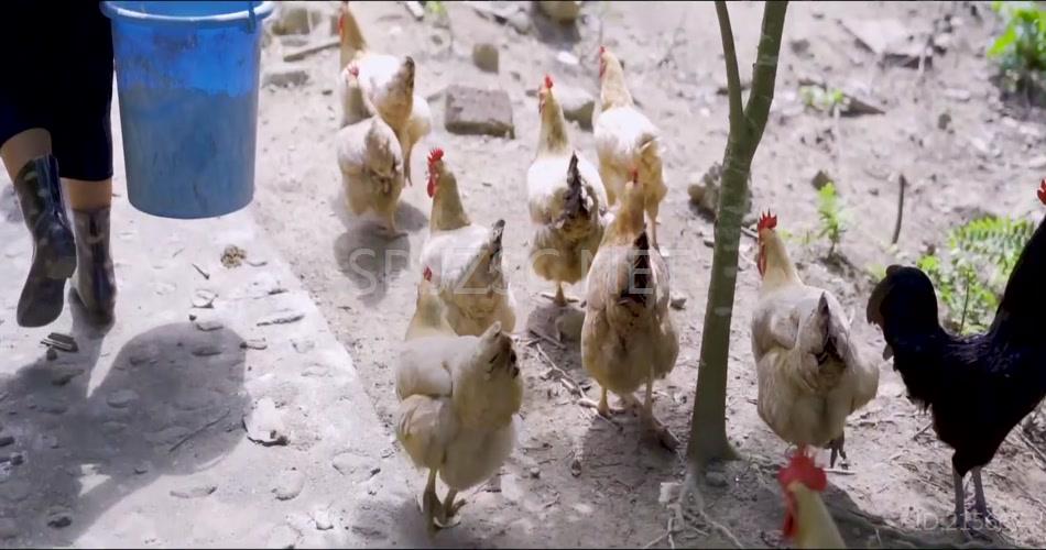山区农家生活实拍割韭菜养鸡