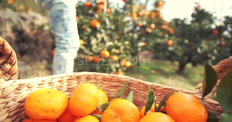 航拍橘子园采摘农业生产视频素材
