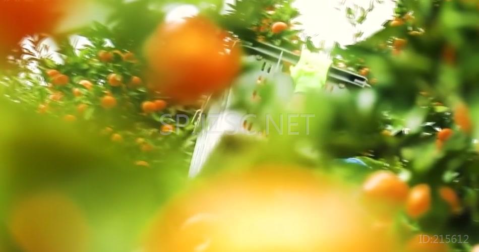 水果蔬菜特写镜头集锦视频素材