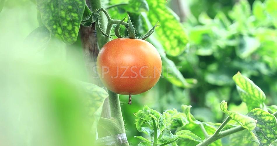 有机蔬菜西红柿高清视频素材