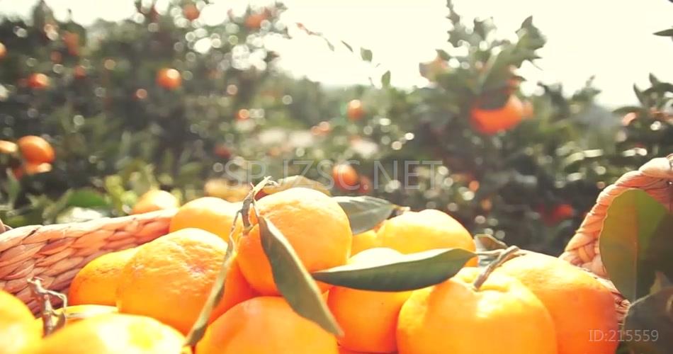 航拍橘子园采摘农业生产视频素材