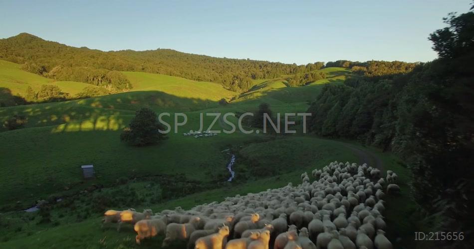 绿色农场绵羊养殖高清实拍背景视频