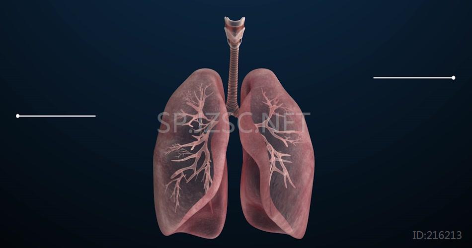慢阻肺 三维动画 肺部 血管 流动 呼吸 运动 3D 肺部特写 动画