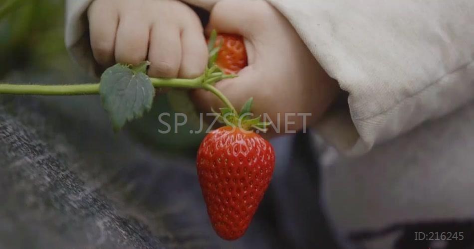 草莓特写红草莓青草莓摘草莓草莓蛋糕草莓基地