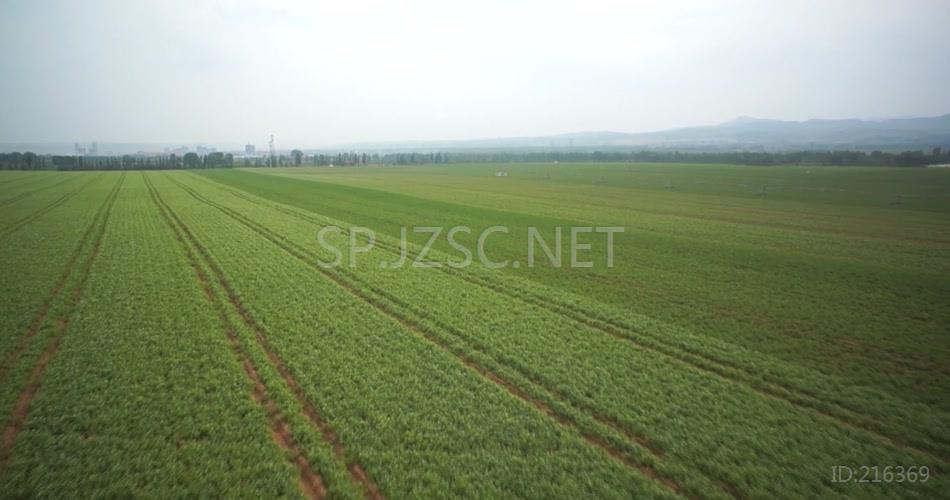 农业秋天收土豆洋芋工业生产视频