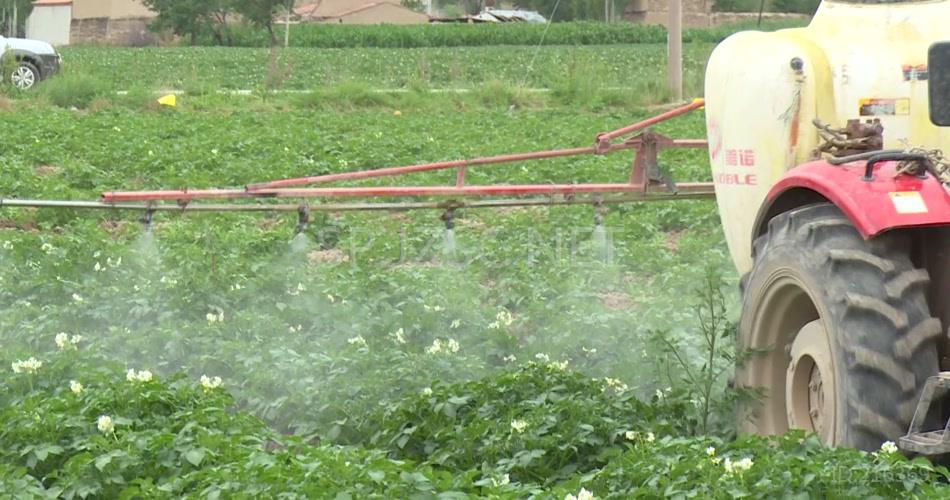 农业秋天收土豆洋芋工业生产视频