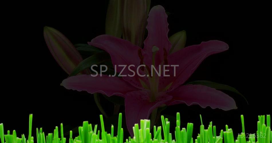 aoao365201606140456238985978412【怒放的生命】种子发芽鲜花开放N多景别