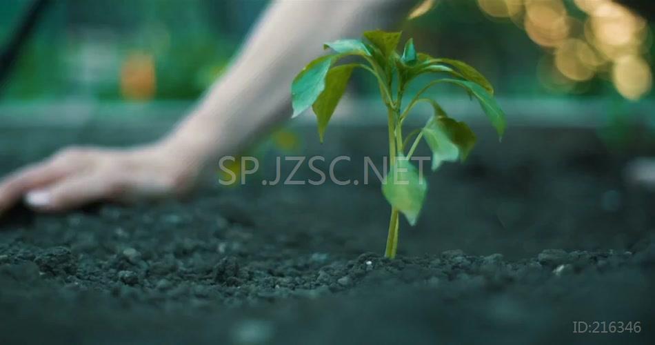 双手捧土栽种树木幼苗植物视频素材