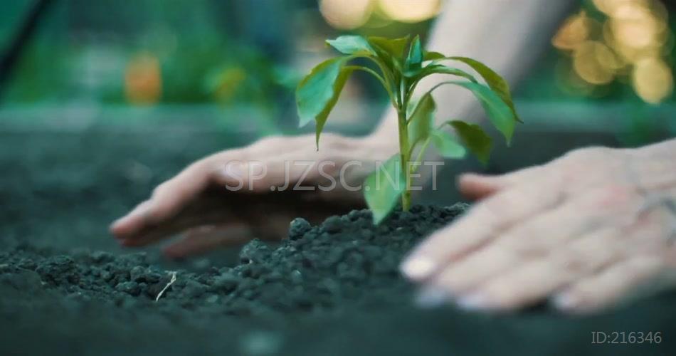 双手捧土栽种树木幼苗植物视频素材