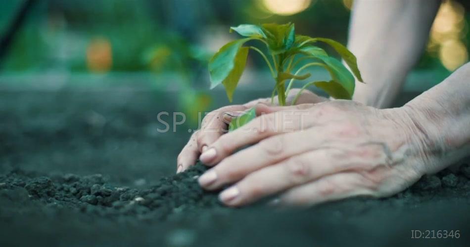 双手捧土栽种树木幼苗植物视频素材