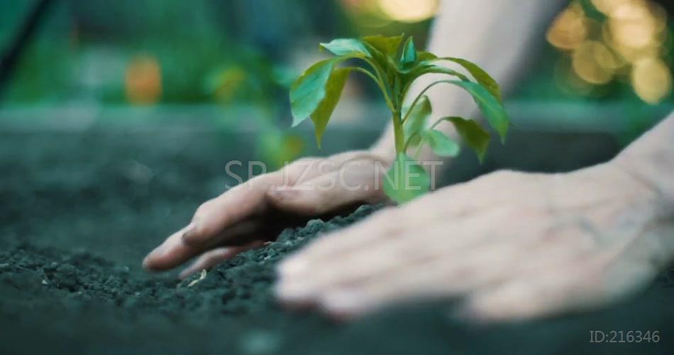 双手捧土栽种树木幼苗植物视频素材