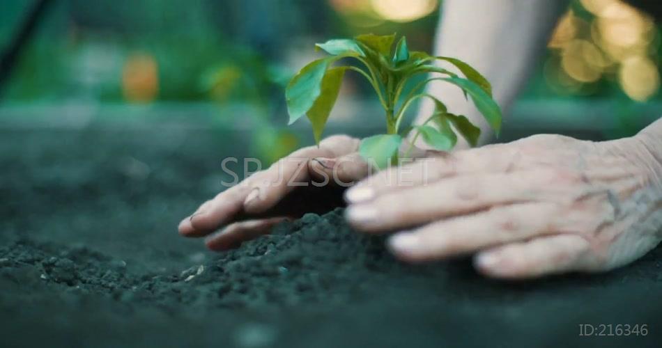 双手捧土栽种树木幼苗植物视频素材
