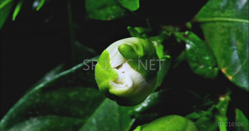 特写唯美花开栀子花开延时摄影视频素材