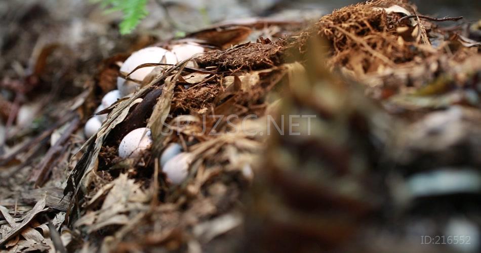 林下产业 竹荪蛋 竹荪 养殖 林竹 竹林 高清视频素材 实拍 竹林产业 竹笋