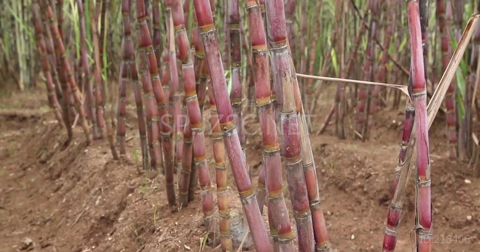 甘蔗种植园实拍背景视频