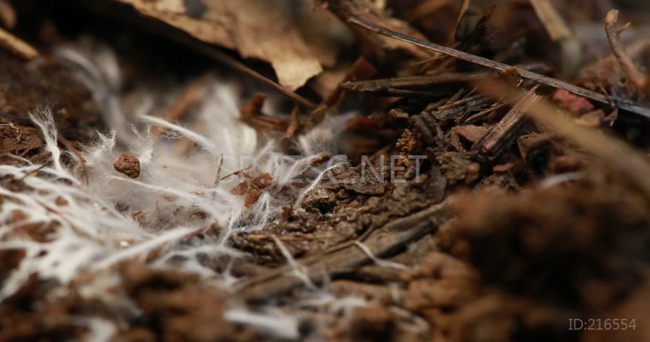 林下产业 竹荪蛋 竹荪 养殖 林竹 竹林 高清视频素材 实拍 竹林产业 竹子 菌丝