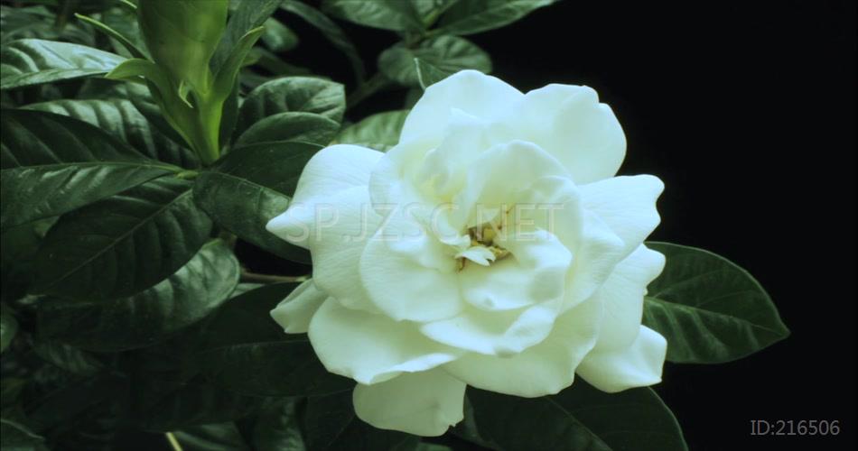 特写唯美花开栀子花开延时摄影视频素材