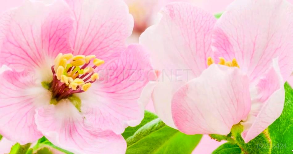 小清新春暖花开花朵特写延时视频素材