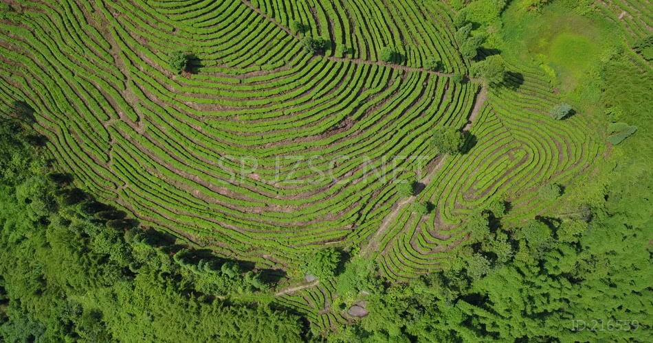 航拍 鸟瞰4K茶山 素材实拍 茶叶 茶文化 (2)