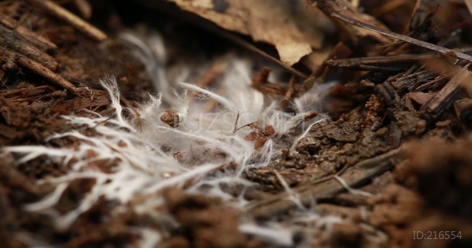 林下产业 竹荪蛋 竹荪 养殖 林竹 竹林 高清视频素材 实拍 竹林产业 竹子 菌丝