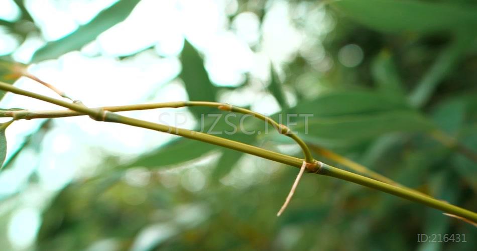 实拍自然界竹子竹林竹叶特写视频素材