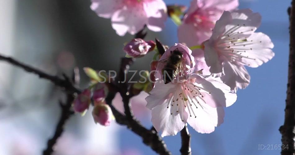 桃花艳丽高清