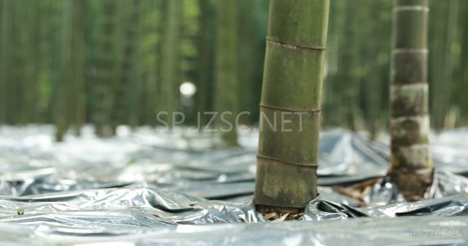 林下产业 竹荪蛋 竹荪 养殖 林竹 竹林 高清视频素材 实拍 竹林产业 竹子 (2)