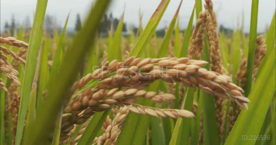 稻米播种成熟变米饭的过程