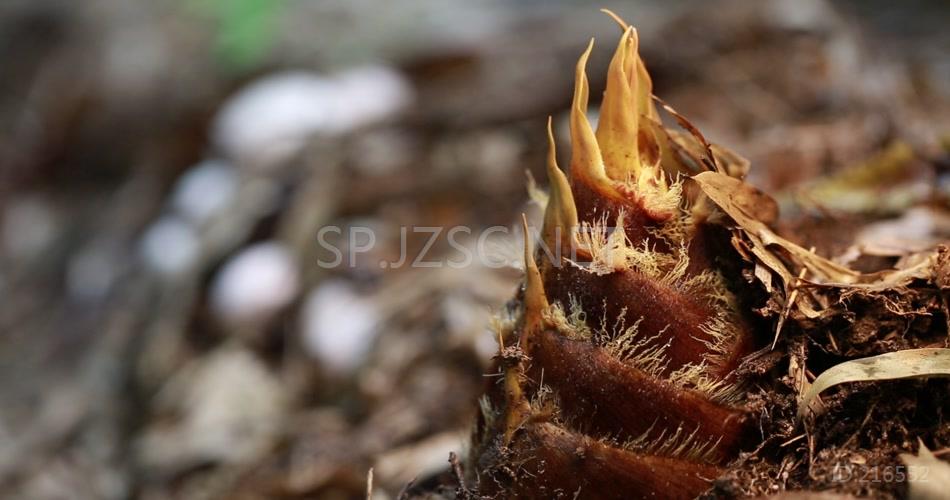 林下产业 竹荪蛋 竹荪 养殖 林竹 竹林 高清视频素材 实拍 竹林产业 竹笋