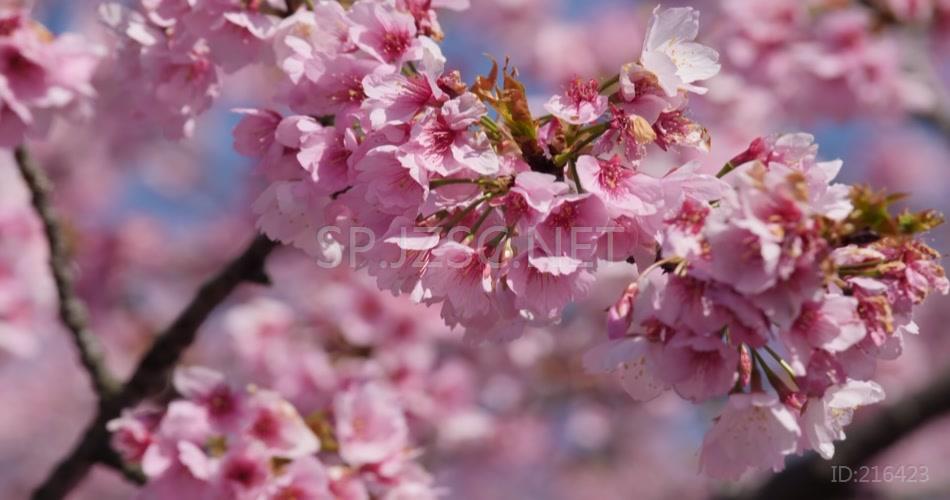 樱花特写春天美景武汉樱花视频素材