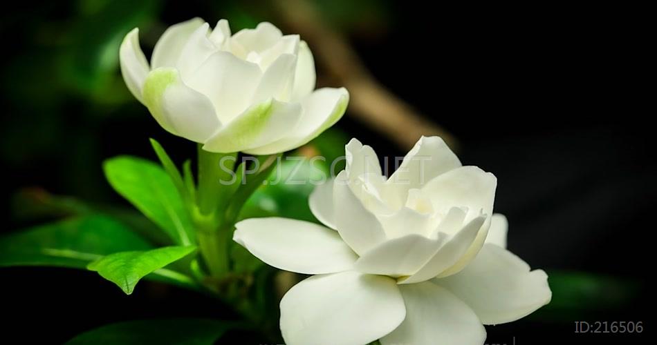 特写唯美花开栀子花开延时摄影视频素材