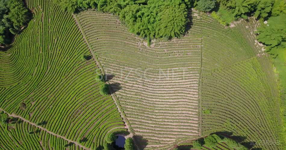 航拍 鸟瞰4K茶山 素材实拍 茶叶 茶文化 (2)