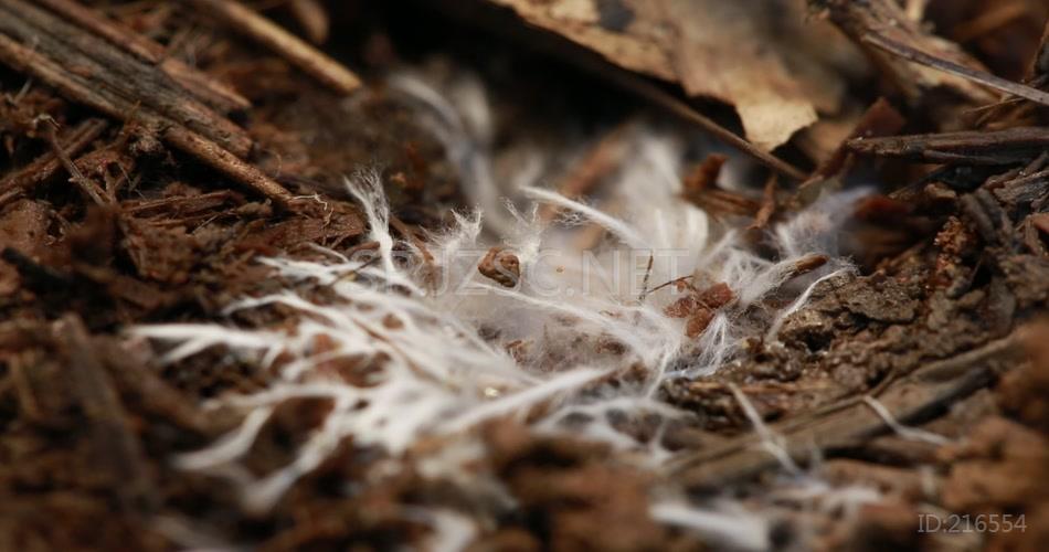 林下产业 竹荪蛋 竹荪 养殖 林竹 竹林 高清视频素材 实拍 竹林产业 竹子 菌丝