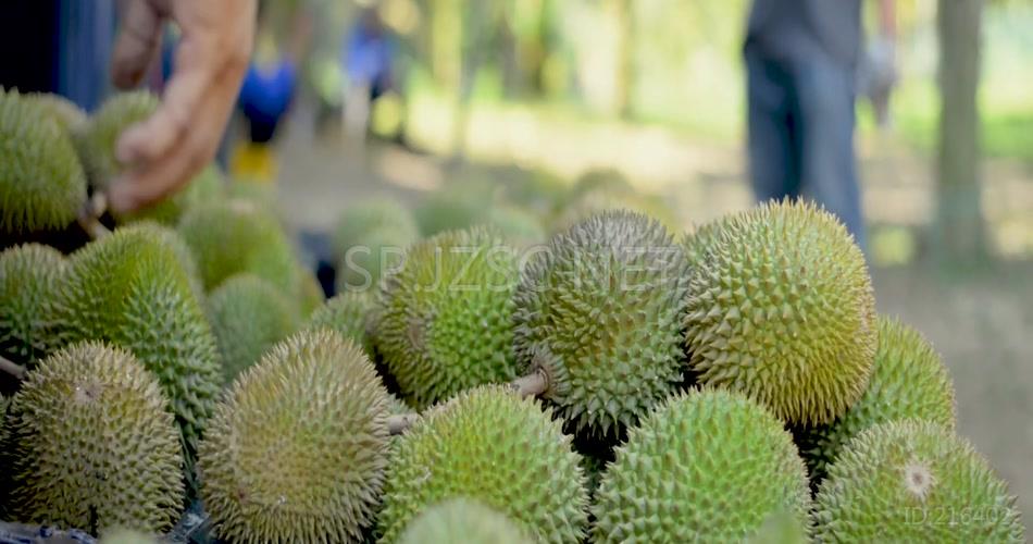 实拍特写榴莲果肉榴莲种植基地视频素材