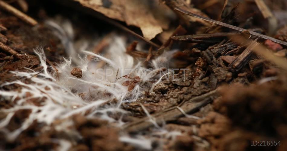 林下产业 竹荪蛋 竹荪 养殖 林竹 竹林 高清视频素材 实拍 竹林产业 竹子 菌丝