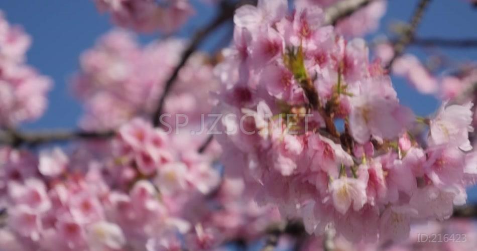 樱花特写春天美景武汉樱花视频素材