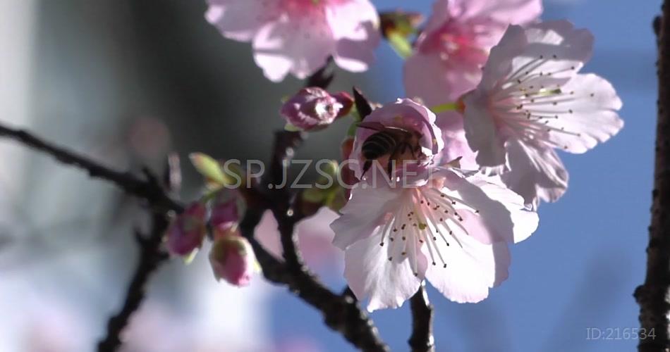 桃花艳丽高清