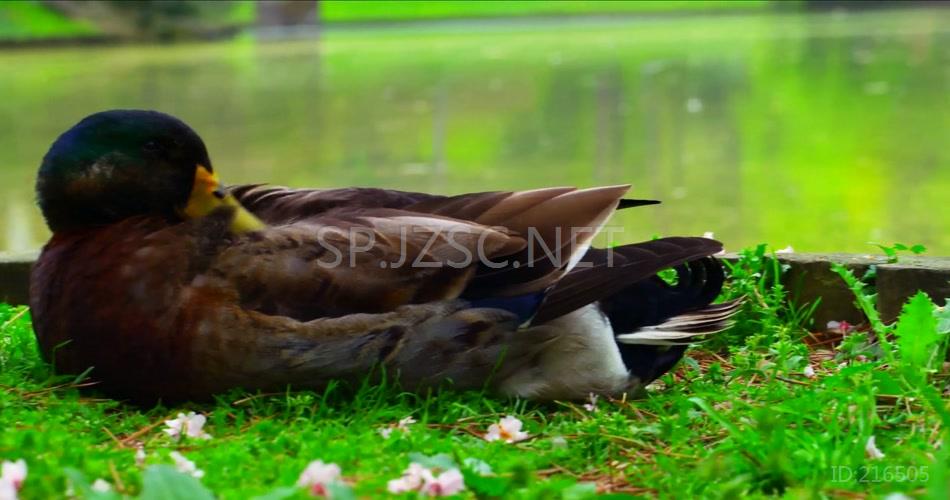 春季 各类 鲜花 盛开 蝴蝶 飞舞 唯美 风光