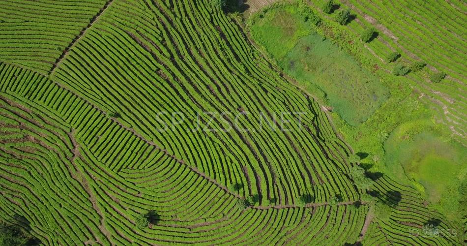 航拍 鸟瞰4K茶山 素材实拍 茶叶 茶文化 (2)