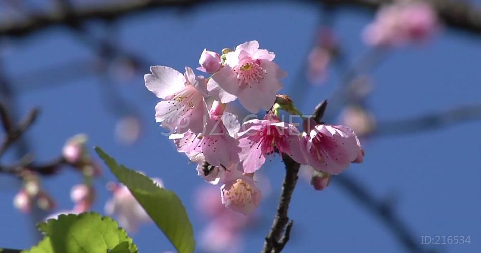 桃花艳丽高清