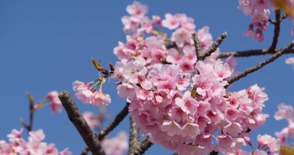 樱花特写春天美景武汉樱花视频素材