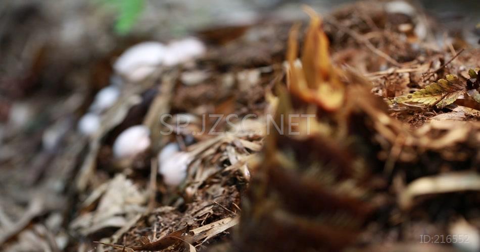 林下产业 竹荪蛋 竹荪 养殖 林竹 竹林 高清视频素材 实拍 竹林产业 竹笋