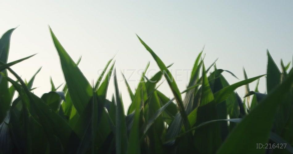 现代化养殖养鸡场实景拍摄视频素材