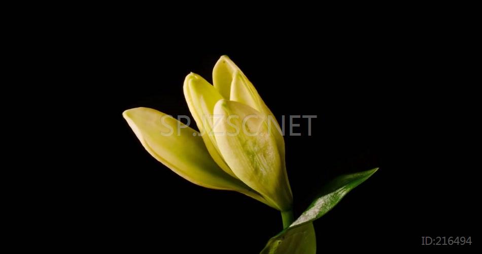 春季春天茉莉花盛开绽放高清视频素材